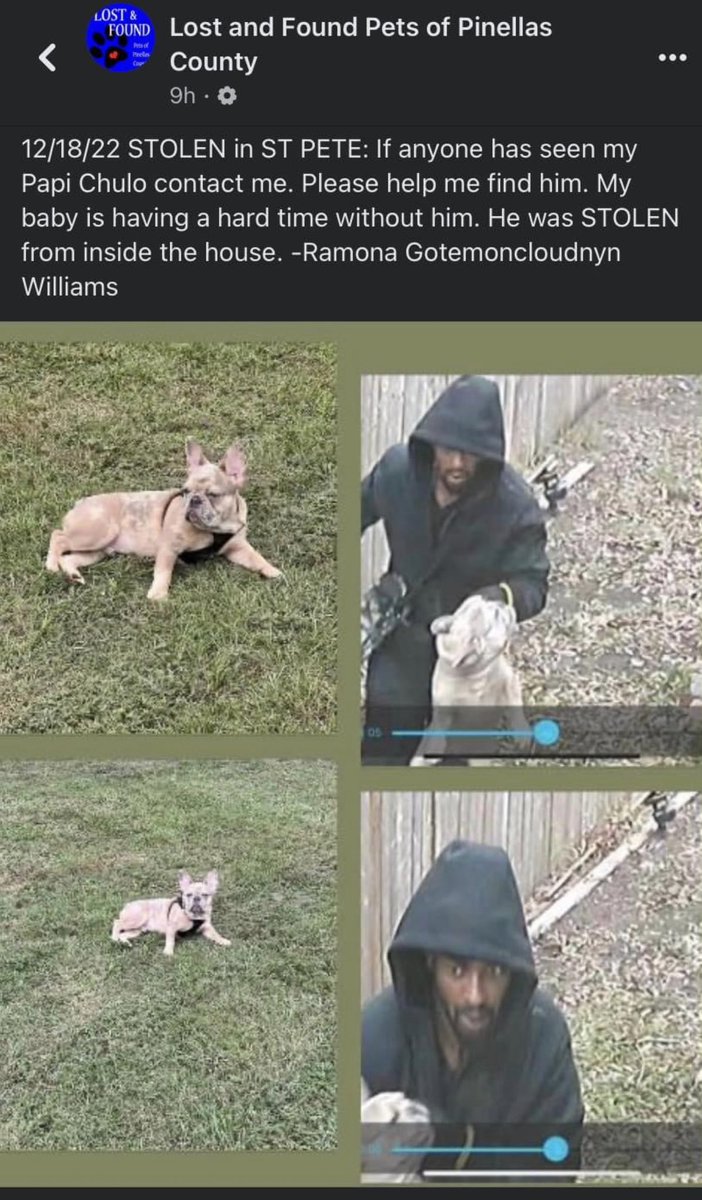 MissingFrenchie's tweet image. #STPETE #Florida #STOLENDog 
Twitter do your thing! Please share this! Far and wide. 

Let’s catch this POS who just stole this #frenchie 

 #frenchielover #LostDog #StPetersburgFL #StolenFrenchBulldog