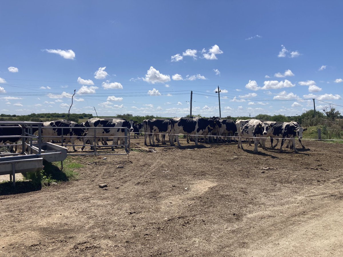 sns_uruguay's tweet photo. Ordeñando las lecheras con agradable temperatura ☀️🔋

#ByPro y #UnikePlus ayudan y mejoran la producción de las mismas 🐮 

#UnikePlus de @Adisseo secuestrante de #micotoxinas

#ByPro (blend de taninos) más proteína láctea #SilvaFeed 🌱 https://t.co/rP50IoLfnF