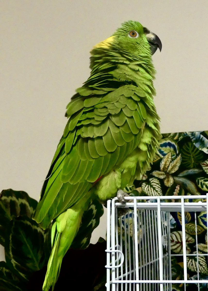 An Ocala Exotic Bird Club member's Yellow Naped Amazon posing for the camera.

Photo Credit: Jean-pierre L.