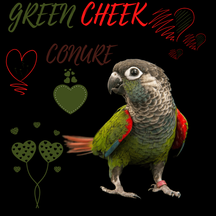 Green_cheekbird's tweet photo. Green cheek conure
https://t.co/oliXfOwwta
#greencheekconure #greencheek #conure #conurelover https://t.co/v5zdaSqtcd