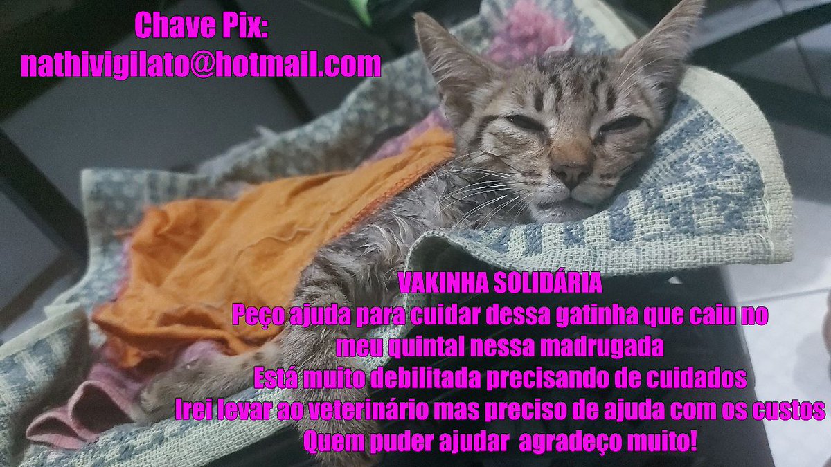 Natyvigilato's tweet photo. Galera, quem puder ajudar divulgando e contribuindo com a Vakinha eu agradeço. Se todo mundo ajudar conseguimos dar uma chance para essa guerreira 💜
Estarei atualizando a situação através desse post e do meu Instagram...
#sospet #gatinhos #vakinha #gatos #sosgatinho #vet #ajuda https://t.co/binfhGuIFI
