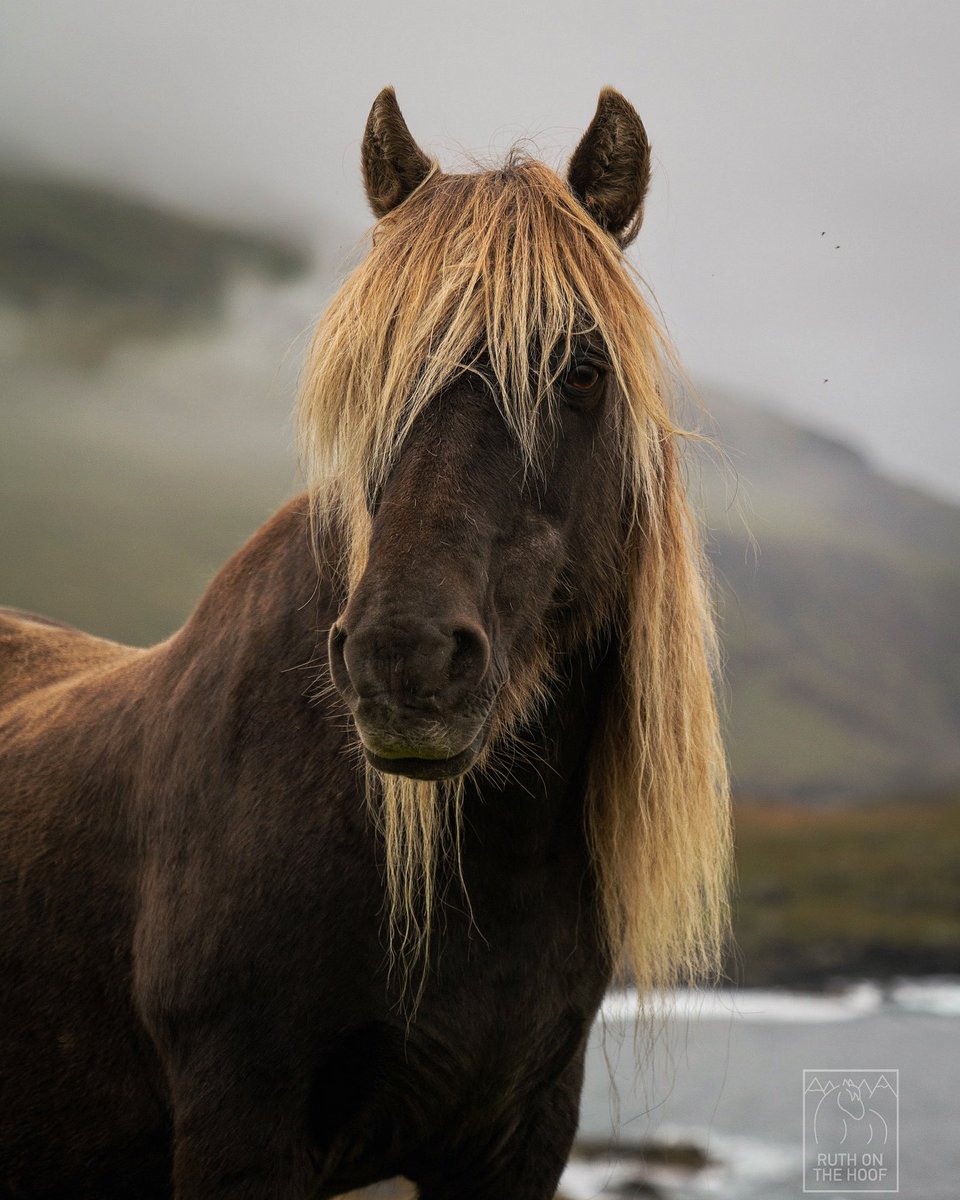 RuthOnTheHoof's tweet photo. Here is the iPlayer link to the documentary by @mac_tbh I’ll be in on Boxing Day “Each nan Eilean: Scotland’s Native Horses”. Please give it a watch if you can, it’s going to be wonderful and full of ponies! 9pm Boxing Day on @bbcalba https://t.co/J7pbUl6qFh https://t.co/KrHyUY24rJ
