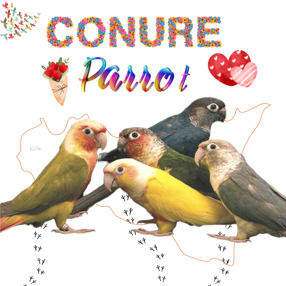 Green_cheekbird's tweet photo. Conure parrot
https://t.co/ayfNGa621c
#conure #conureparrot #conurelover https://t.co/ULqn9NZ3rx
