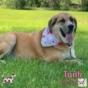 "The Anatolian Shepherd Dog is highly intelligent, independent, and dominant. They think for themselves-a necessary characteristic for a livestock guardian."

Tank is this to a T! He is an absolute gem! 😍 bit.ly/3h7Octy