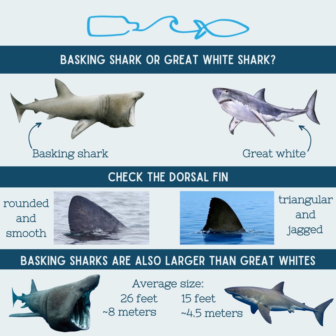 #DidYouKnow you can report a #BaskingShark sighting? These reports are a great way for researchers to get information on Basking Sharks. Some examples of places you can report a sighting include <a href="/SharkTrustUK/">The Shark Trust</a> in the UK, <a href="/big_fish_lab/">Big Fish Lab</a> in Oregon, and <a href="/BaskingIrish/">Irish Basking Shark</a> in Ireland
