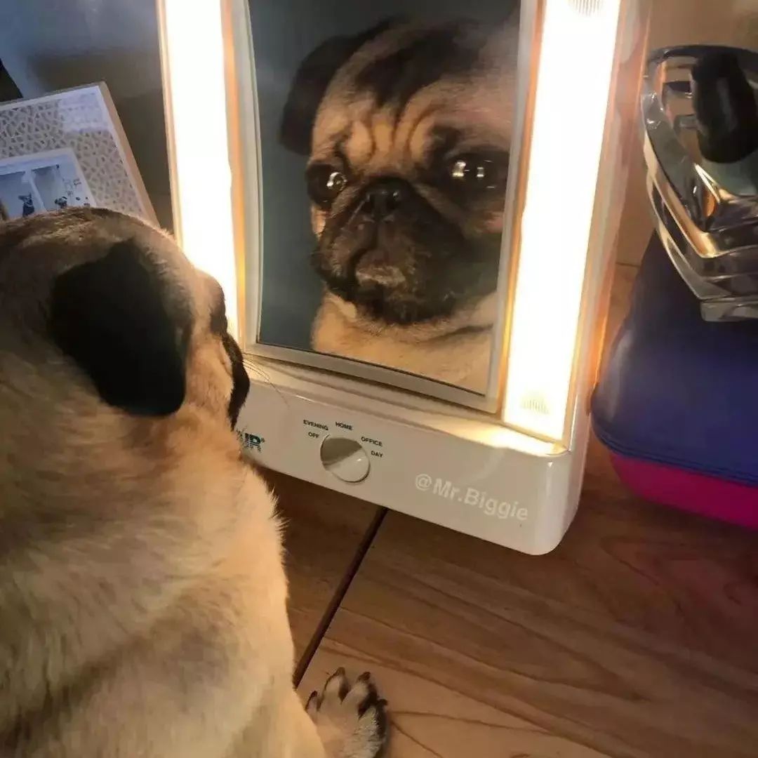 pugownersclub's tweet photo. Wow. I guess I really am cute.
#pug #pugs #puglove #puglover #pugworld #SheikhMessi #HappyHanukkah #Mbappe https://t.co/j8Yo3NEVdM