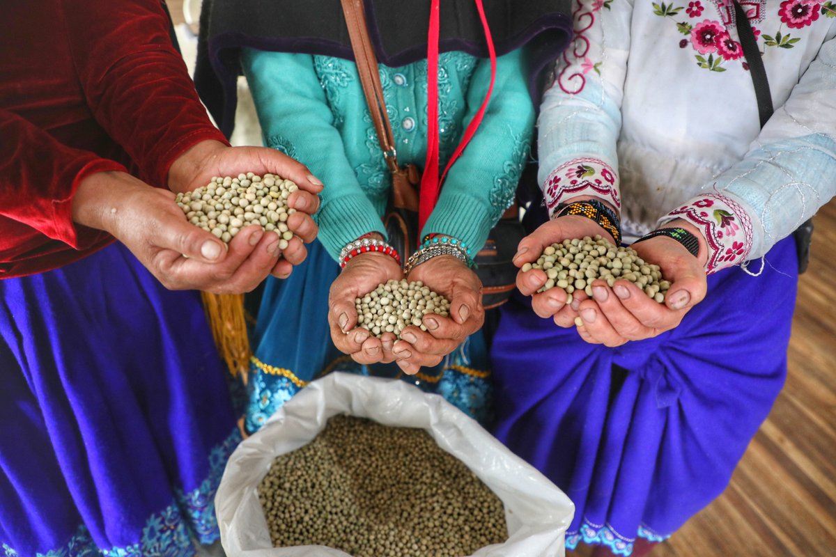 ¡Más fomento productivo para la provincia! 🌾🐄

Entregamos semillas de pasto para el fortalecimiento de la cadena productiva de la leche, en la comunidad de Quilloac (Cañar).