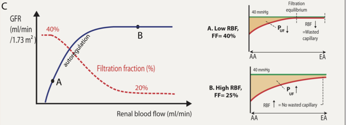 Balance tubuloglomerular, evento que ↑ absorción tubular con el aumento de la fracción de filtración (FF), es independiente de la activación neurohormonal

En falla cardíaca ↓flujo sanguíneo renal, ↑FF, lo que ↑reabsorción de sodio

Eur JHeart Fail 2022
doi: 10.1002/ejhf.2471