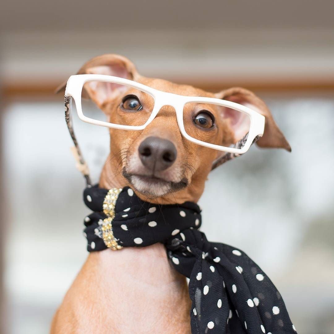 I would like to apply for the CEO of Twitter position.