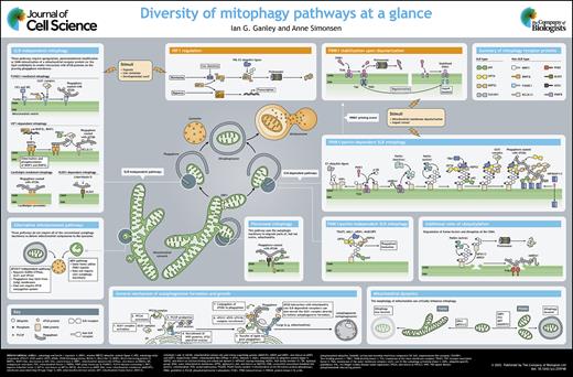 J Cell Science (@j_cell_sci) on Twitter photo Check out our latest poster on the 'Diversity of mitophagy pathways at a glance' by Ian Ganley <a href="/LabGanley/">Ganley Lab</a> <a href="/mrcppu/">MRC PPU</a> <a href="/UoDLifeSciences/">UoD Life Sciences</a> and Anne Simonsen <a href="/simonsen_lab/">Simonsen Lab</a> <a href="/CanCell_UiO/">Centre for Cancer Cell Reprogramming</a>. #openaccess thanks to <a href="/Co_Biologists/">The Company of Biologists</a>' #Readandpublish agreement with <a href="/Jisc/">Jisc</a>: ow.ly/bB4a50M5Cpu Check out our latest poster on the 'Diversity of mitophagy pathways at a glance' by Ian Ganley <a href="/LabGanley/">Ganley Lab</a> <a href="/mrcppu/">MRC PPU</a> <a href="/UoDLifeSciences/">UoD Life Sciences</a> and Anne Simonsen <a href="/simonsen_lab/">Simonsen Lab</a> <a href="/CanCell_UiO/">Centre for Cancer Cell Reprogramming</a>. #openaccess thanks to <a href="/Co_Biologists/">The Company of Biologists</a>' #Readandpublish agreement with <a href="/Jisc/">Jisc</a>: ow.ly/bB4a50M5Cpu