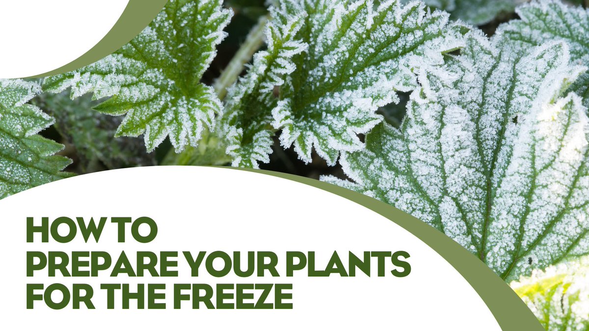 🌱 Cold Weather Alert! 🌡 Prepare your plants for the freeze. 📝 Tips to keep them safe: bit.ly/3FDli07  #PlantProtection 🌿 #freezingweather