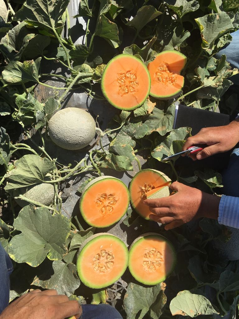 VisionProduceCo's tweet photo. Our Offshore Cantaloupe Deal is in full motion, available on the left and right coasts!  Call Ahsan at 213-622-4435 for pricing and availability! https://t.co/OQ2knzDWRQ