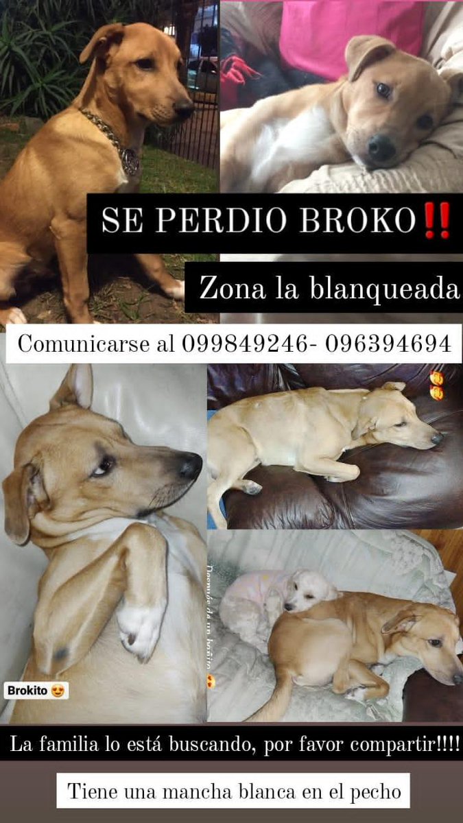 valepallas_'s tweet photo. Necesito encontrar a mi perro,nada más feo que llegar a casa y que no te reciba😪😪 Así que si pueden sigan compartiendo🙏‼️ https://t.co/hpgfkwjDN1