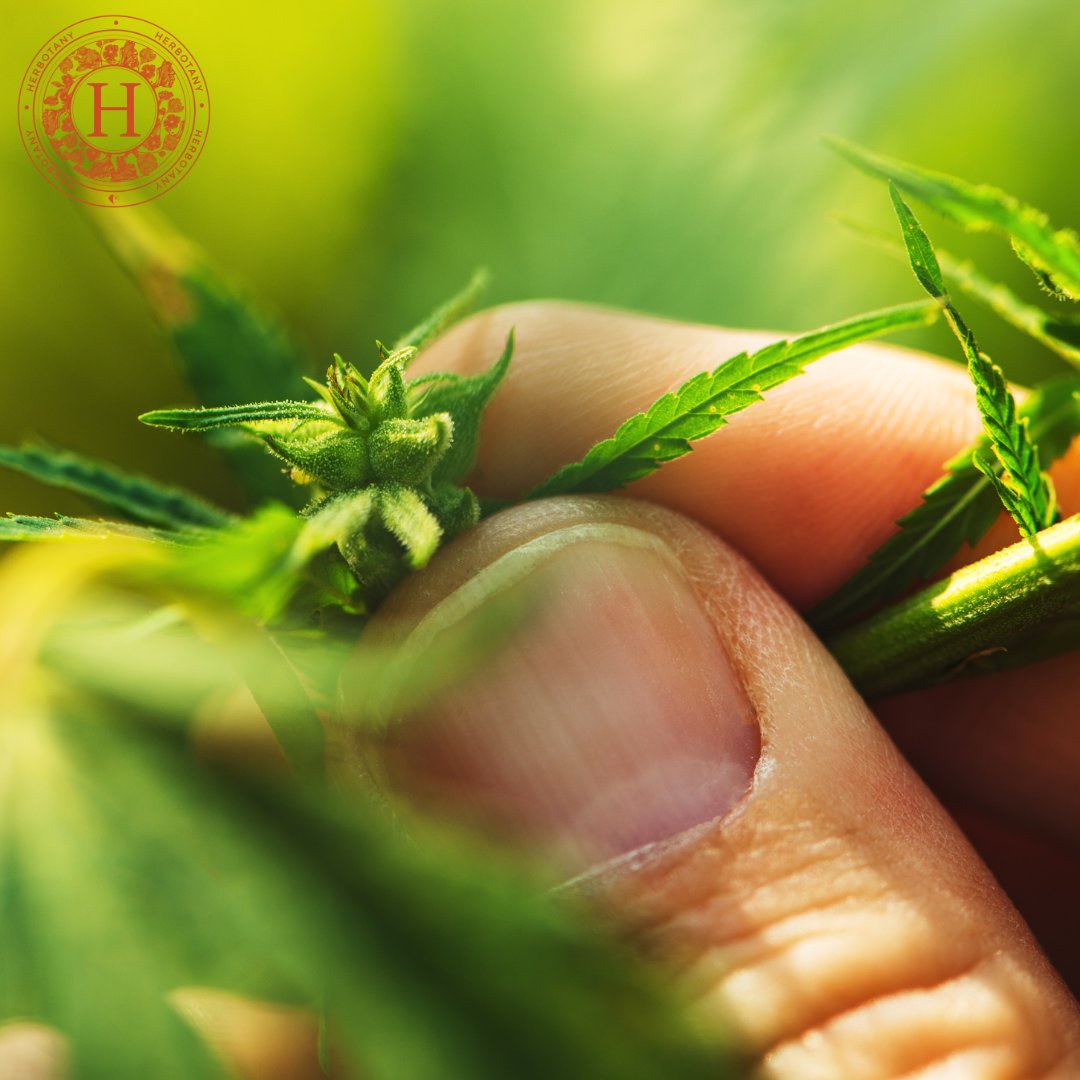 Welcome to wellness 👋 We only use natural, organic hemp to extract our premium CBD. This means our consumers can have a better CBD wellness experience. We deliver these benefits to you in a pure, superior and rigorously tested product.

 #CBD #cbdproducts #sustainable #hemp