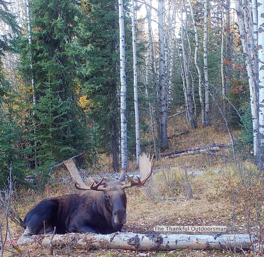 Taking a much needed rest during the rut.