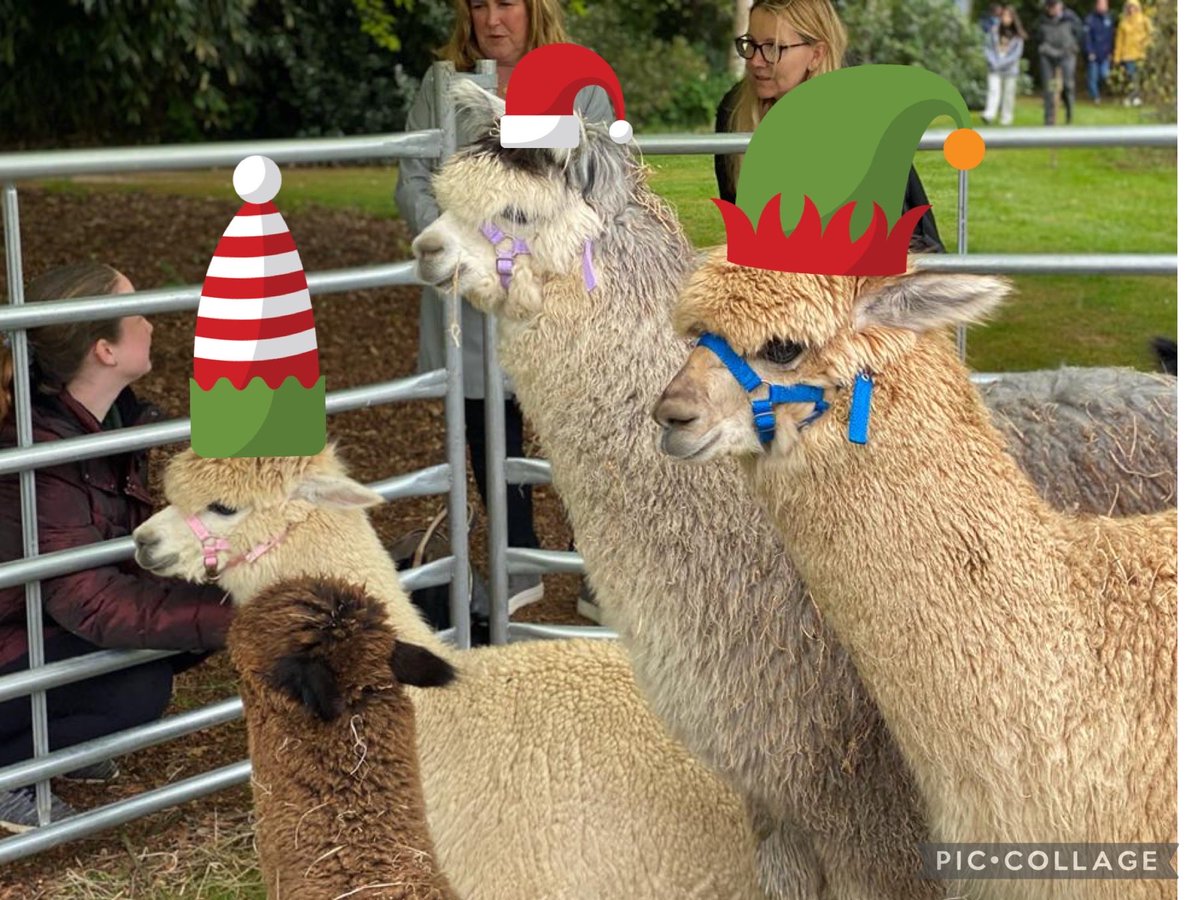 A very Happy Christmas from ⁦<a href="/BWGardenFair/">BW Garden Fair</a>⁩ to all our stall holders , visitors and volunteers, with special thanks to Solomon’s Alpacas! 
See you on Sunday 30th April, Wintershill Hall, SO32 2AL
Held in aid of ⁦<a href="/StJohnEyeHosp/">St John Eye Hospital</a>⁩