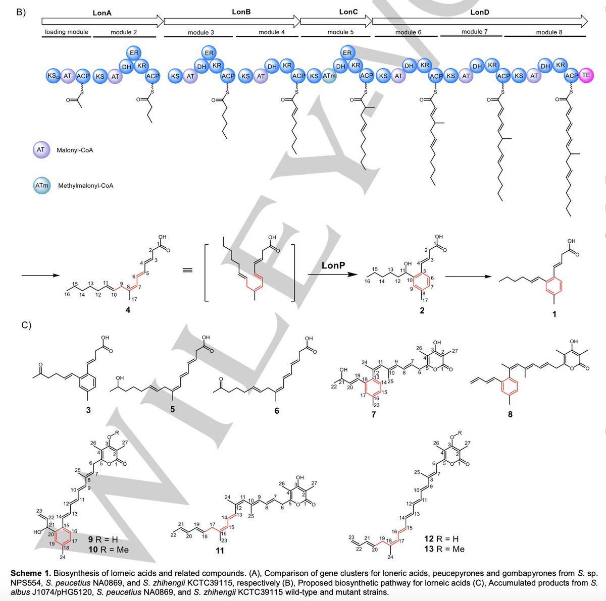 EnzymeChemistry's tweet photo. CYP450 Catalyzes Benzene Ring Formation in the #Biosynthesis of Trialkyl-Substituted Aromatic #Polyketides by Y M Yang, E J Zhao, W Wei, Z F Xu, J Shi, X Wu, B Zhang, Y Igarashi, R H Jiao, Y Liang, R X Tan, and @huiming_nanjing in @angew_chem https://t.co/gCc8xE62A1 https://t.co/DstExuQPMZ