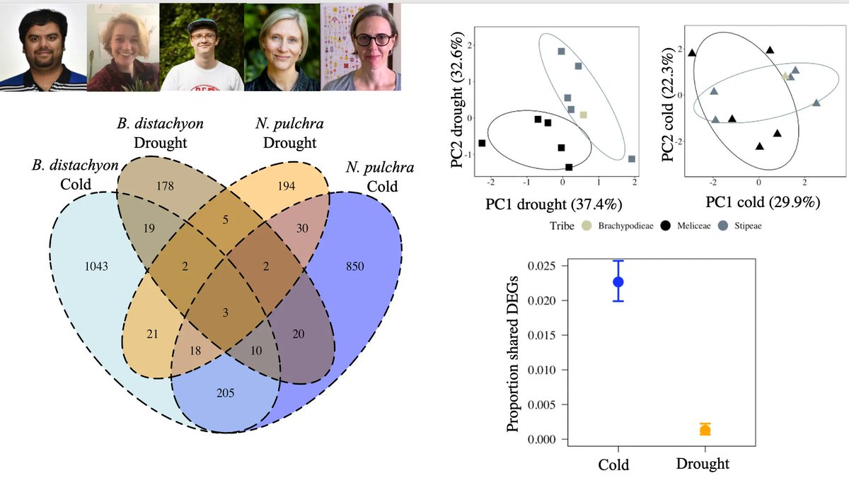 molecology's tweet photo. Want to know how chilling tolerance genes can act as precursors for the novel acquisition of increased drought tolerance? Check out the recent study from @JillPreston1 lab providing evidence of the chilling before drought tolerance hypothesis in Pooideae grasses. https://t.co/xFmijnrhC7