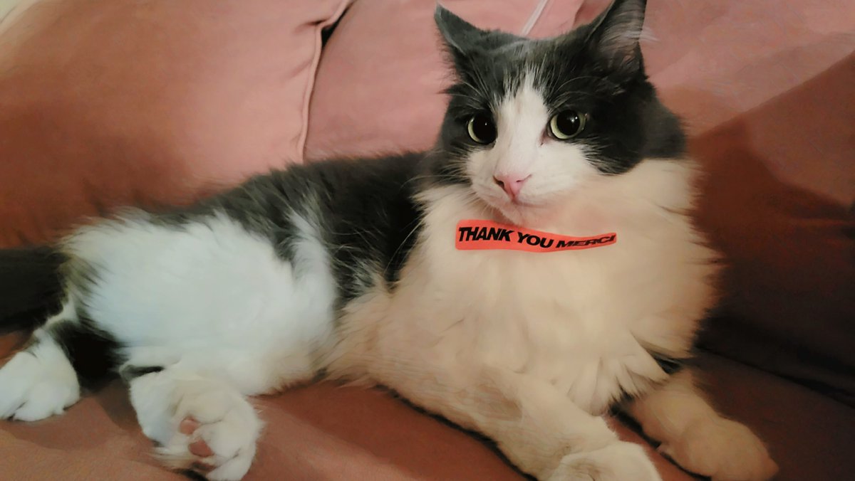 unrelated but this is our baby anya who likes mischief and also getting stickers stuck in her fur apparently