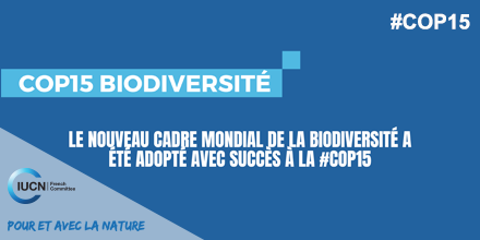 Le nouveau cadre mondial de la biodiversité a été adopté à la #COP15 avec l’objectif de stopper et d’inverser la perte de biodiversité d’ici 2030 et de restaurer la nature. L’<a href="/UICNfrance/">Comité français de l'UICN</a> appelle à la mise en œuvre immédiate de ces engagements ! #Thread 🧵👇
