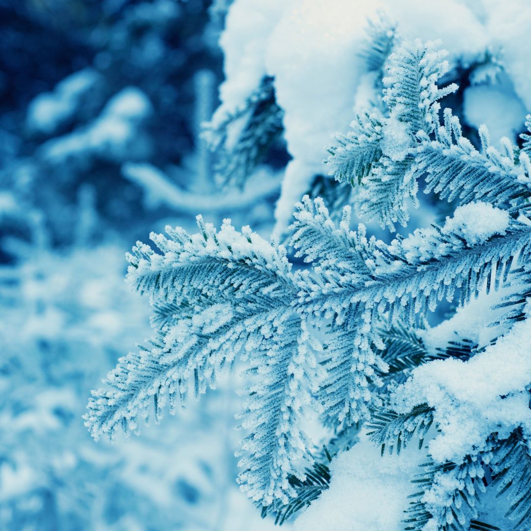 Global Cannabis Partnership tweet media