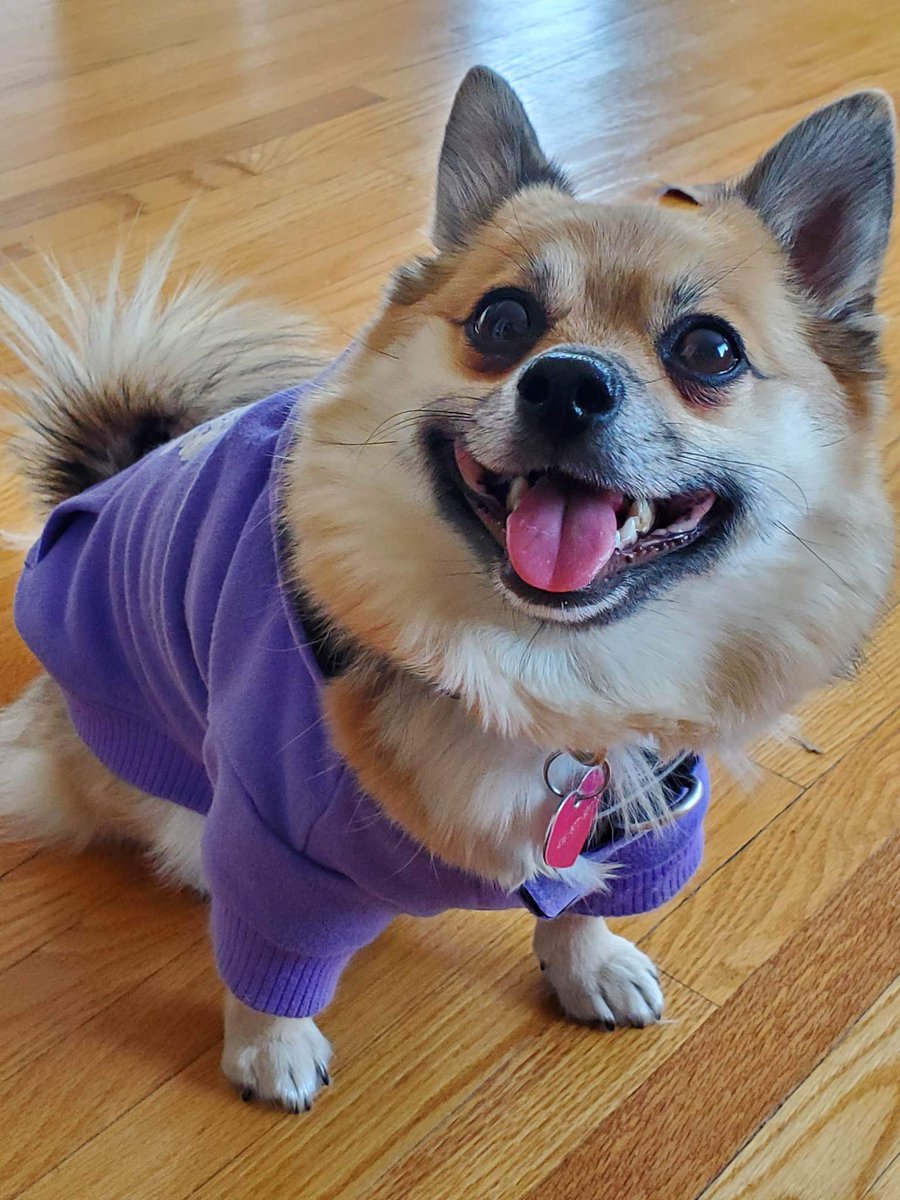 PR1SMPUNK's tweet photo. the gangs all here (update on our furfambly for u in these trying times...) https://t.co/cbtchBrWjf