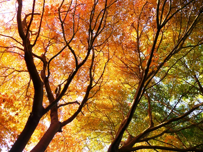 #絵を描く人が撮った写真が見たいモーメントが死んでしまったので今後描きそうなものを. 