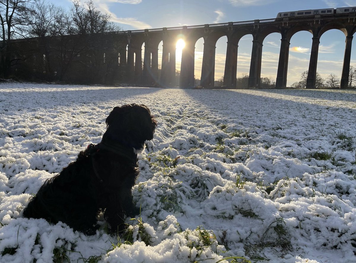 HPaddon's tweet photo. Remy in the snow at the viaduct.... fabulous image...#tibetanterriersofinsta #tibetanterrierlove #tibetan #mansbestfriend #doglover #furnitureartist https://t.co/LepXV2zOmH