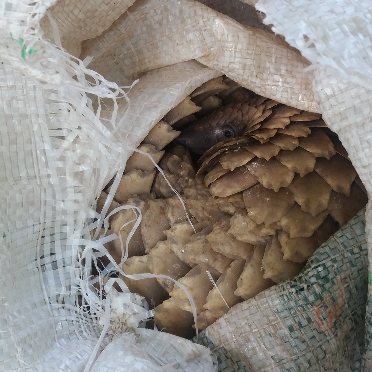 - When did it become a crime - 

Crimes against the environment is a new concept in contemporary human history, taking front stage only in the last 50 years or so. Illegal wildlife crime is currently considered the fourth  largest and most lucrative criminal industry.