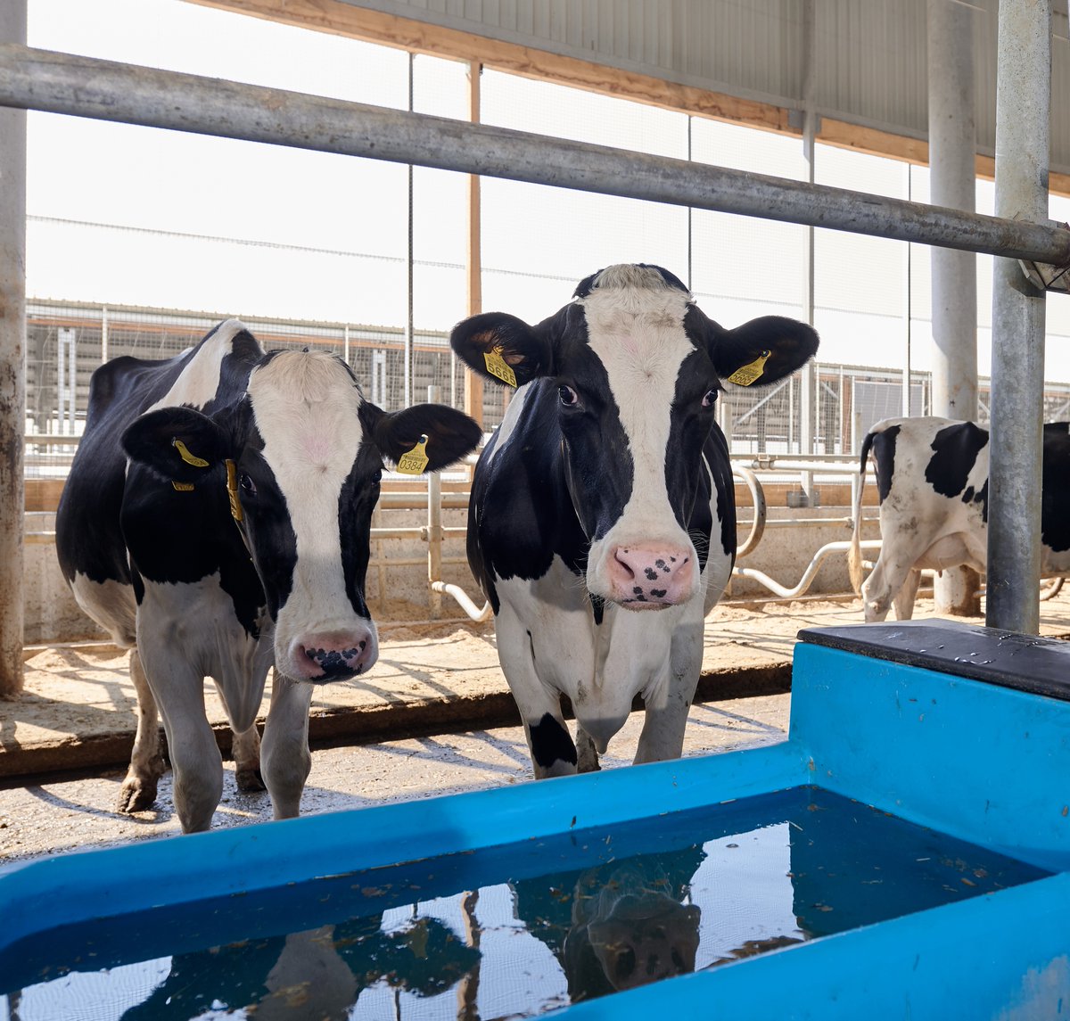 SMK_Keurmerken's tweet photo. De aanvullende dierenwelzijnseisen voor melk met On the way to PlanetProof zijn bekend. De criteria gaan in vanaf 2023 en gaan over koecomfort. 🐄

Bekijk het overzicht van eisen: https://t.co/MIgOZxrEps
#OnthewaytoPlanetProof #Melk #Keurmerk #Dierenwelzijn https://t.co/U27xxlRutw