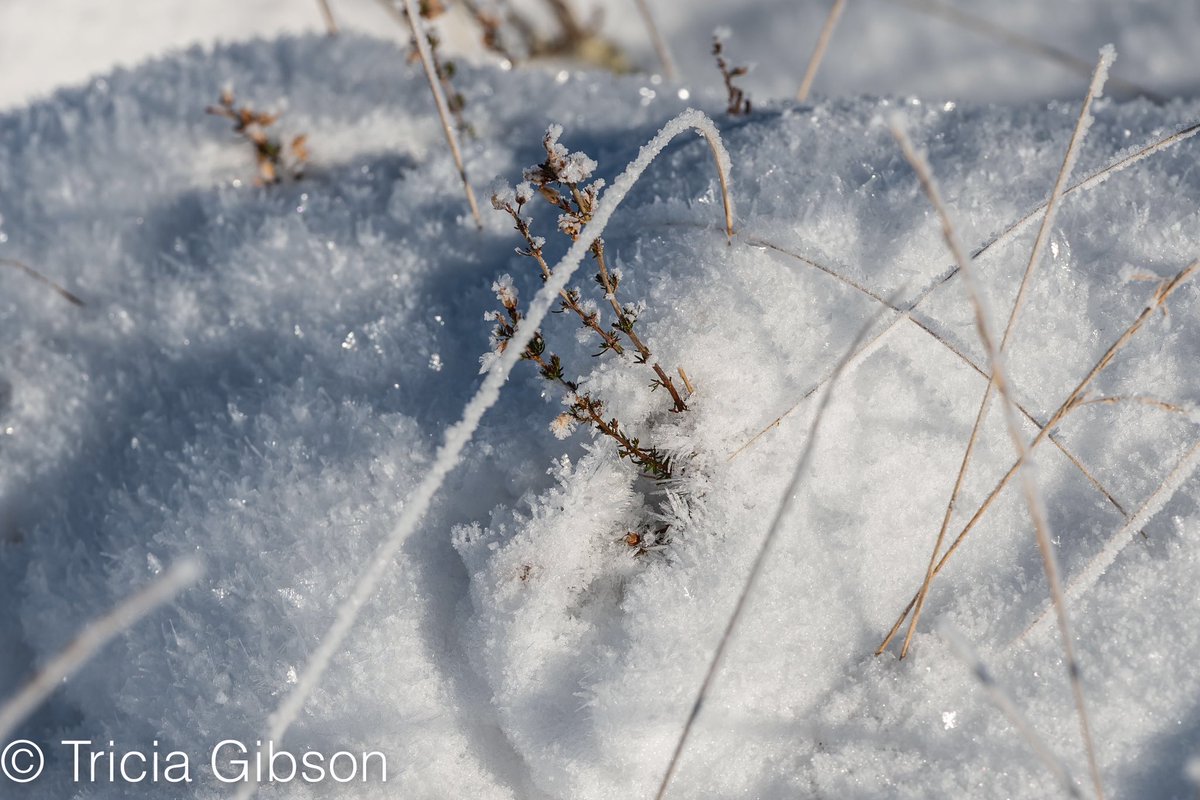 exmoormare's tweet photo. A few from last week’s snow and ice on #dunkery the ice crystals were amazing, wrong lens with me! Apologies for lines in sky, reducing file size does this 😬@ExmoorNP https://t.co/02hujafdDs