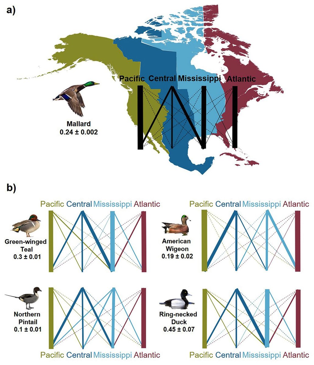 ESAApplications's tweet photo. Now online in @ESAApplications:
Migratory connectivity of North American waterfowl across administrative flyways
https://t.co/ITzXB1IAfa
With #OpenData in @OSFramework & @USGS' #ScienceBase
#Migration #Ducks #WildlifeManagement https://t.co/o0u9cJHjfe