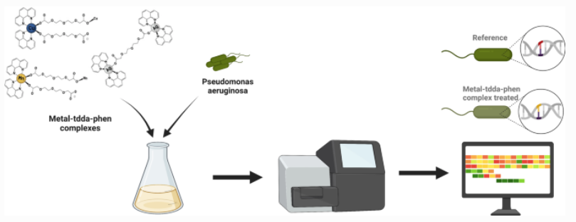 JBIC_Journal's tweet image. Lots of cool stuff in JBIC at the moment, e.g.: This paper by @Megan_soshaugh uses a whole genome sequencing approach to test activity of metal(phen) complexes against multi-resistant clinical isolates from Irish hospitals. Proud to have this in JBIC!
rdcu.be/c1TuN