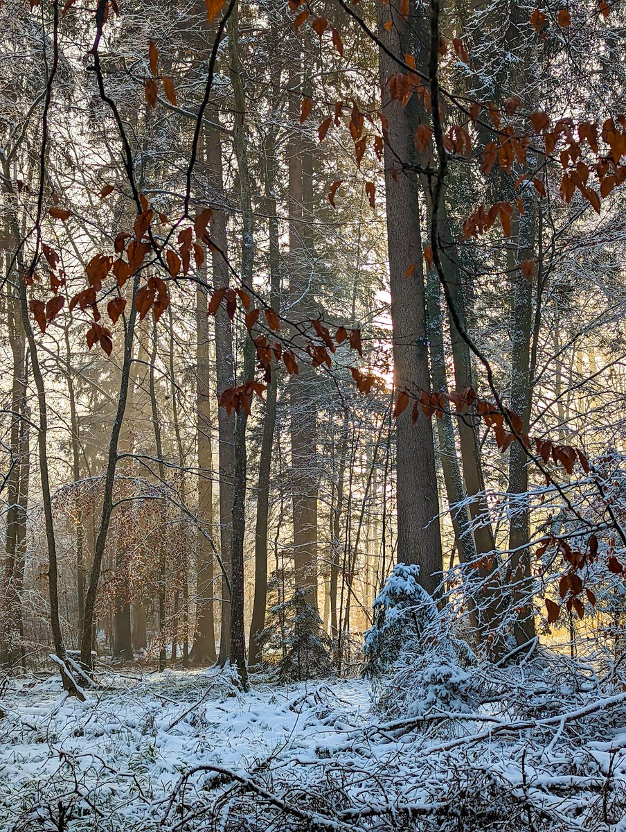 still_sein's tweet photo. #Forst #Frost #Bliss https://t.co/lkMXsR9Uth