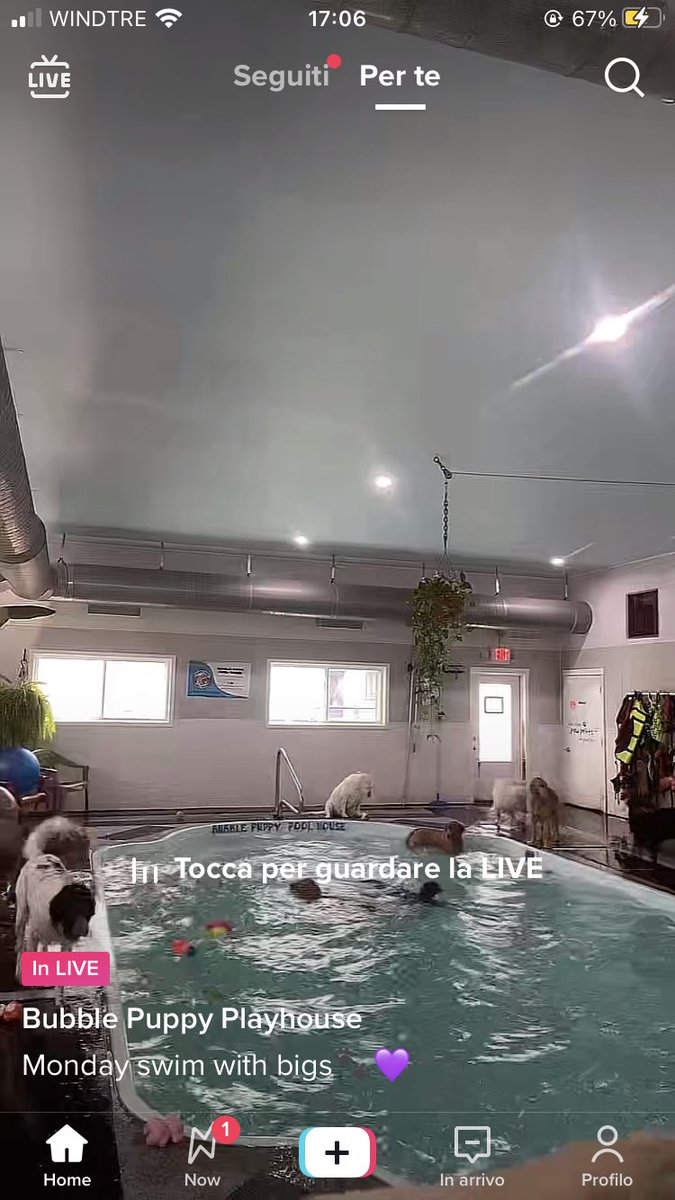 CAte_Sec's tweet photo. Pomeriggio passato a guardare la diretta di canetti che fanno il bagno in piscina 🥰 https://t.co/OzSWnqcqP9