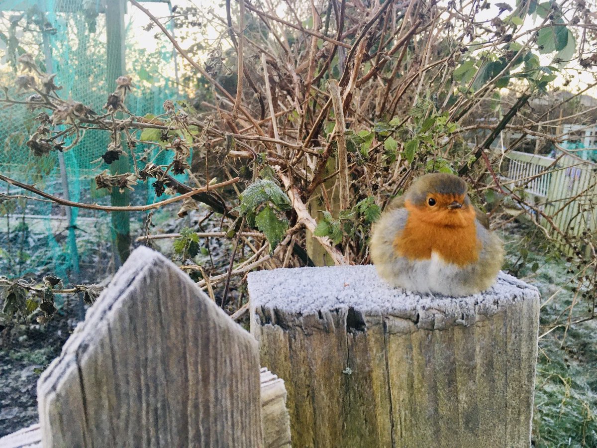 HowDoYorkshire's tweet photo. CUTE CONTENT WARNING ⚠
Thanks to Erin Barker for sending us a pic of this festive floofball that frequents her allotment in York
We're loving your Wintery shots of the 'Shire so keep em' coming ❄👌
#HappyMidwinter #StayCosy #York #HowDoFolk https://t.co/FchJ3DvjG5