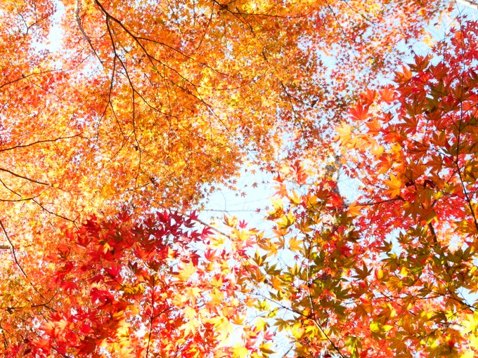 「秋 自然」のTwitter画像/イラスト(新着)｜5ページ目