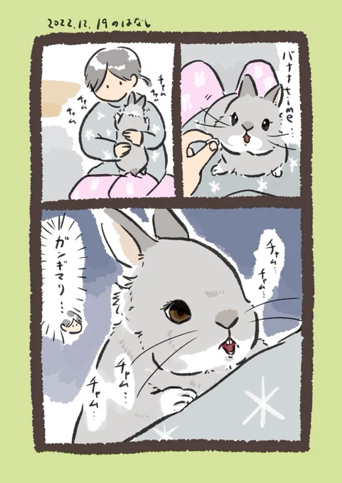白目剥いて味わうrabbit…
#うさぎのいる生活 