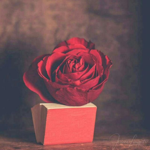 مشاعل tweet media