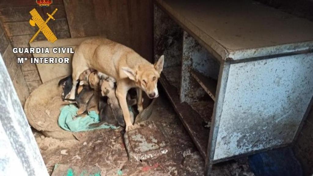NMdeLlano's tweet photo. #NoLosExcluyasPsoe
#MismosPerrosMismaLey 
@PSOE 
@gpscongreso 
@sanchezcastejon 
Somos la vergüenza de Europa en #MaltratoAnimal https://t.co/1DCfT1Ew2y