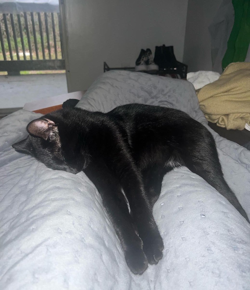 about a month ago, i posted about how my roommate let my indoor cat out. it has happened again and this time i cant find him. PLEASE HELP.