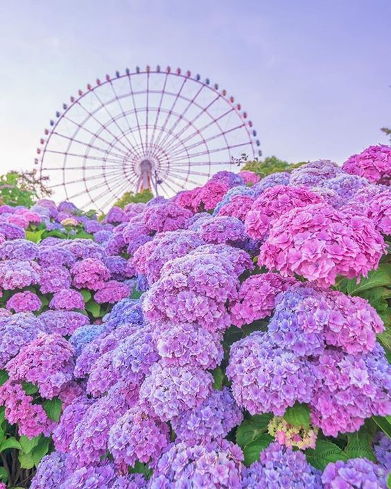 lavieestbelIe's tweet photo. Hydrangeas https://t.co/MvSXu9FRJY
