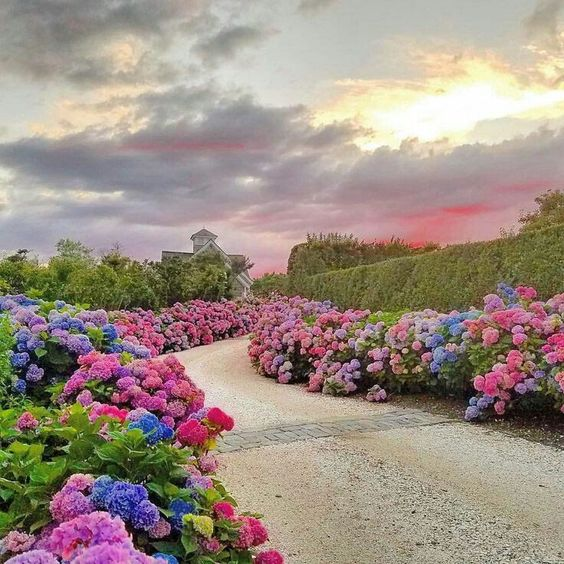 lavieestbelIe's tweet photo. Hydrangeas https://t.co/MvSXu9FRJY