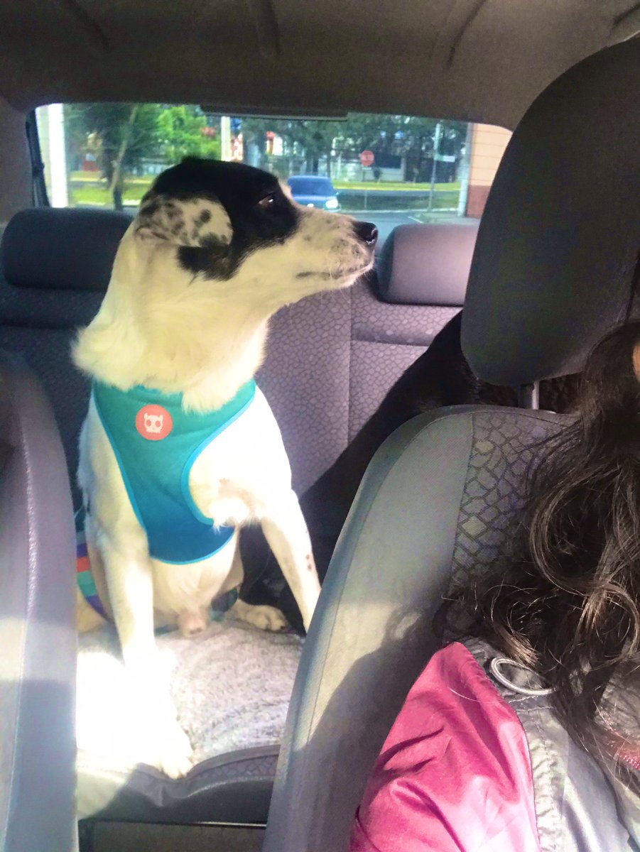 luigiDonis's tweet photo. Y si vos me preguntas que carajos es el amor? Míranos: (Manchas aprendió a sentarse en el carro) https://t.co/Gb3CjxJcnx