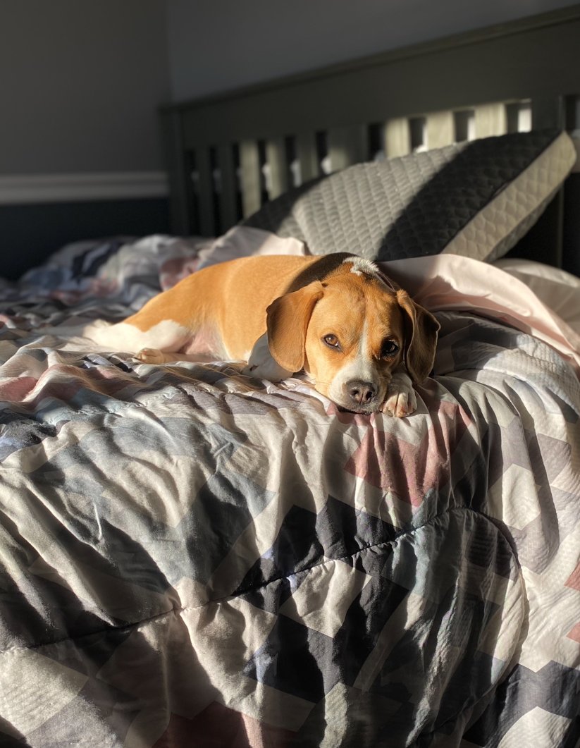 PetCareRx tweet media