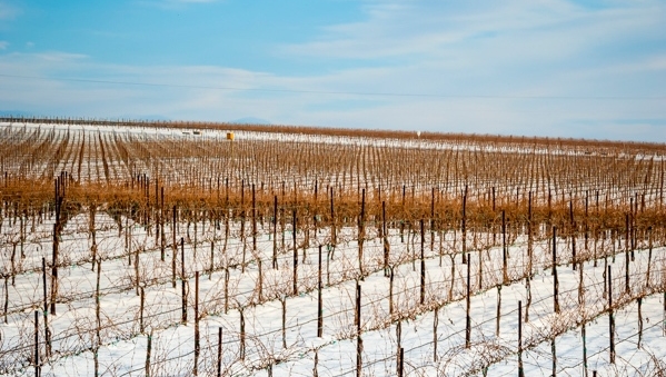 From wine-growing to winter wonderland. Even under a blanket of snow the vineyards don't lose any of their beauty.