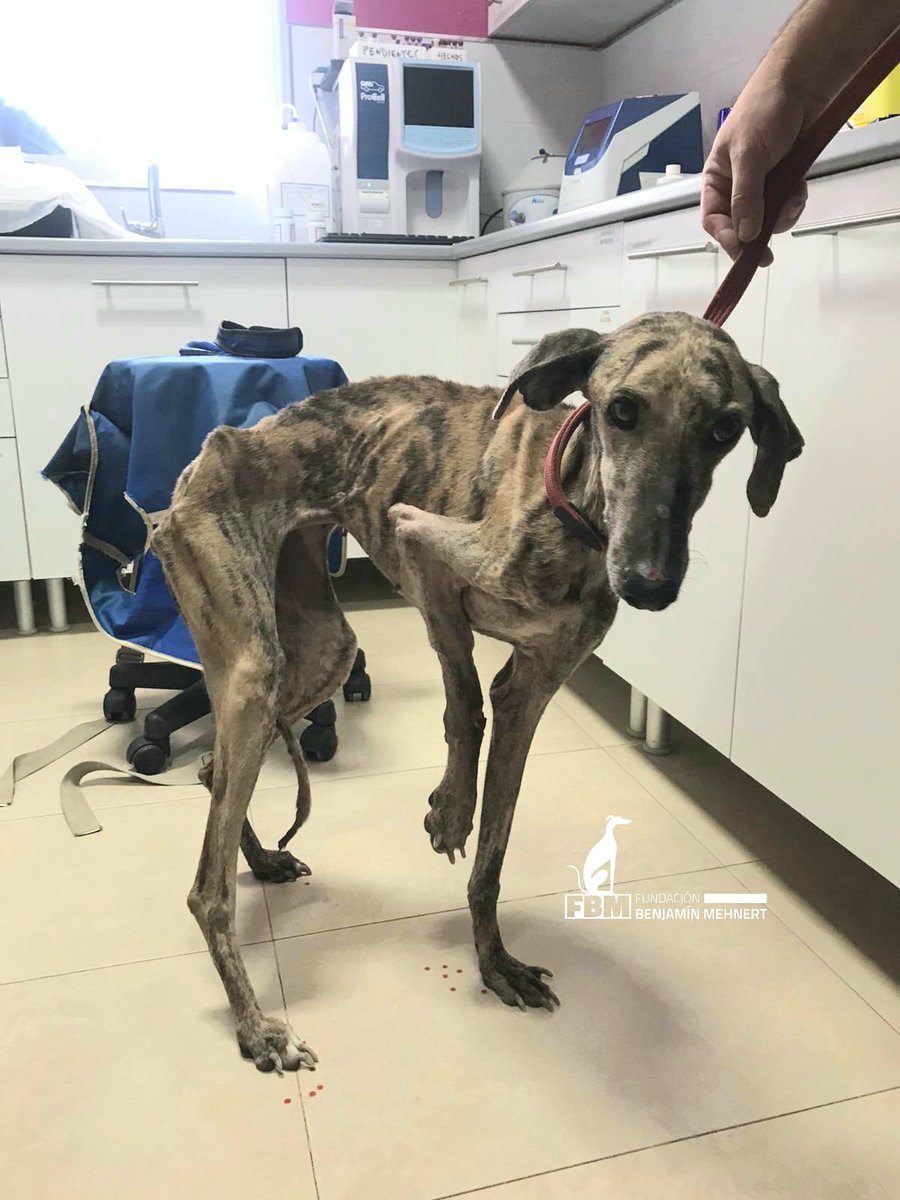 Esta es la realidad de los perros usados en la caza que son recogidos por las protectoras, cómo pueden dejarles sin protección?

#NoLosExcluyasPsoe
<a href="/santicl/">Santos Cerdán León</a>
<a href="/sanchezcastejon/">Pedro Sánchez</a>
<a href="/patxilopez/">patxilopez</a>
@psoe
<a href="/gpscongreso/">PSOE Congreso</a>
<a href="/JFrSerrano/">Juan Francisco Serrano</a>
@M_presidencia