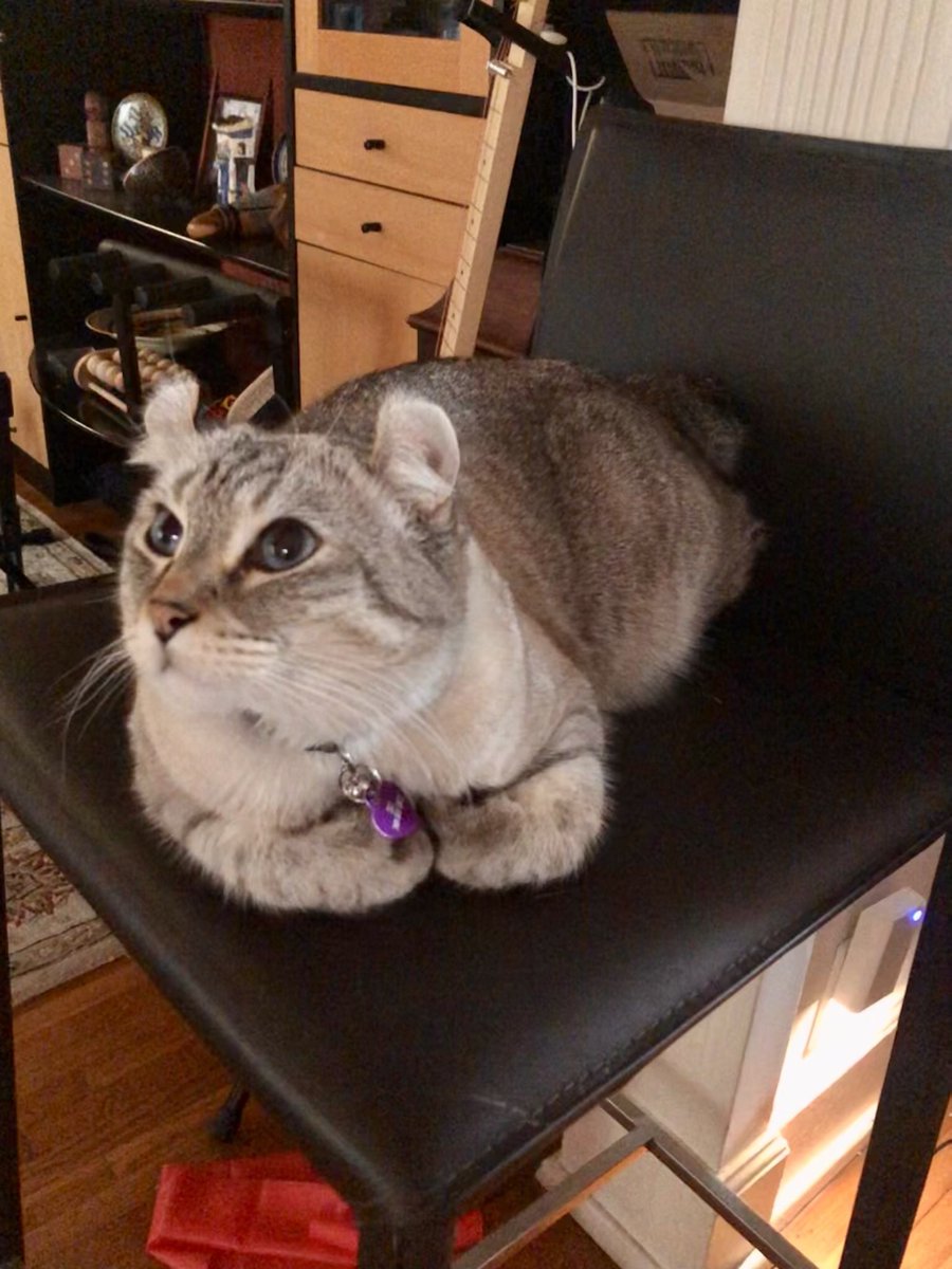 #kittyloafmonday does this loaf make my ears look big? #CatsOfTwitter #CatsOnTwitter #polydactylcat #highlandlynxcat