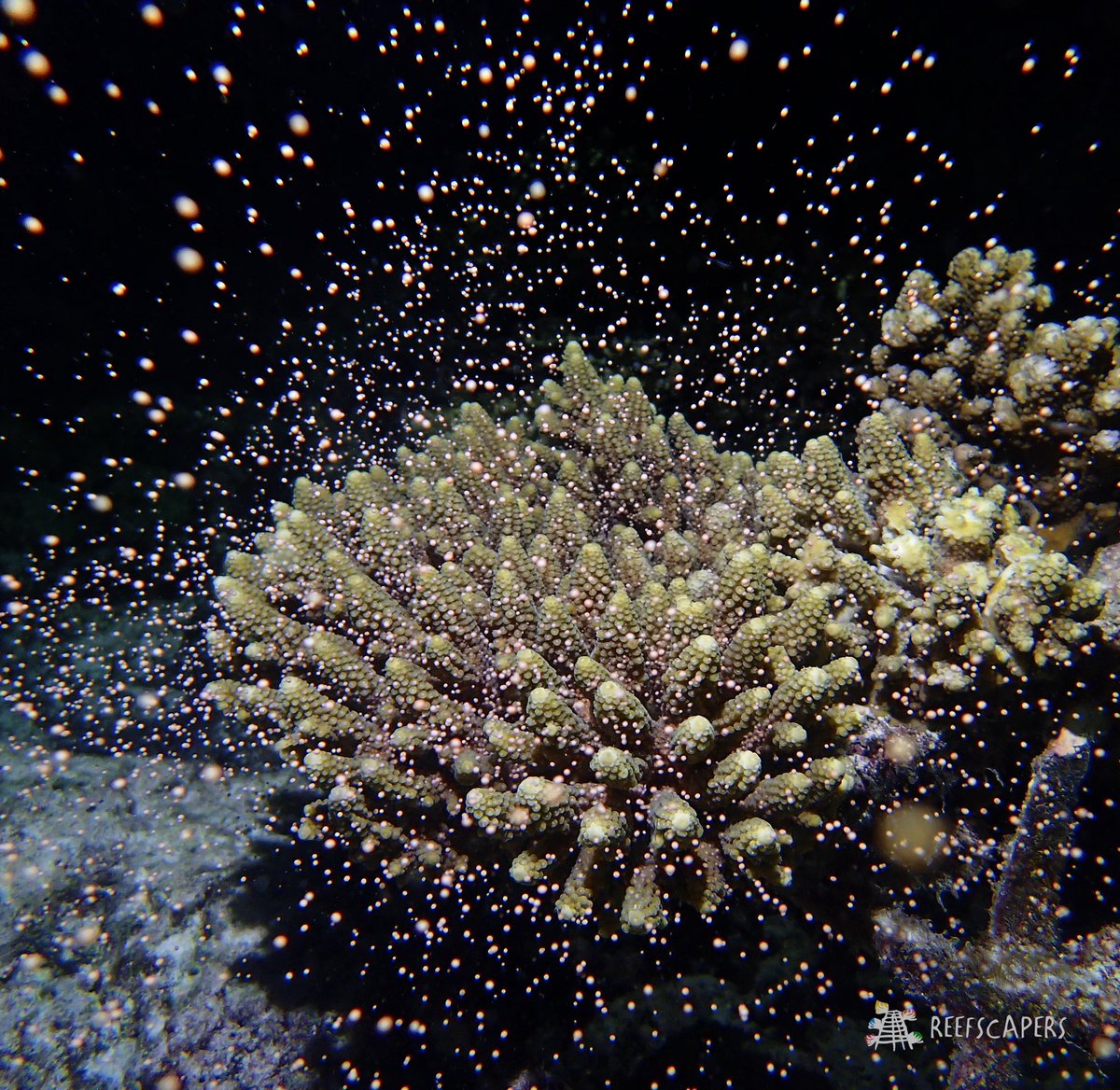 ale_woolrich's tweet photo. Mass coral spawning in the Maldives 🌕🪸

#coral #coralspawning #masscoralspawning #maldives #coralbiologist #spawnathon2022 #spawning #maldives #acropora #marinebiology #coralreef #coralrestoration #reefscapers https://t.co/ebF8Hgh726