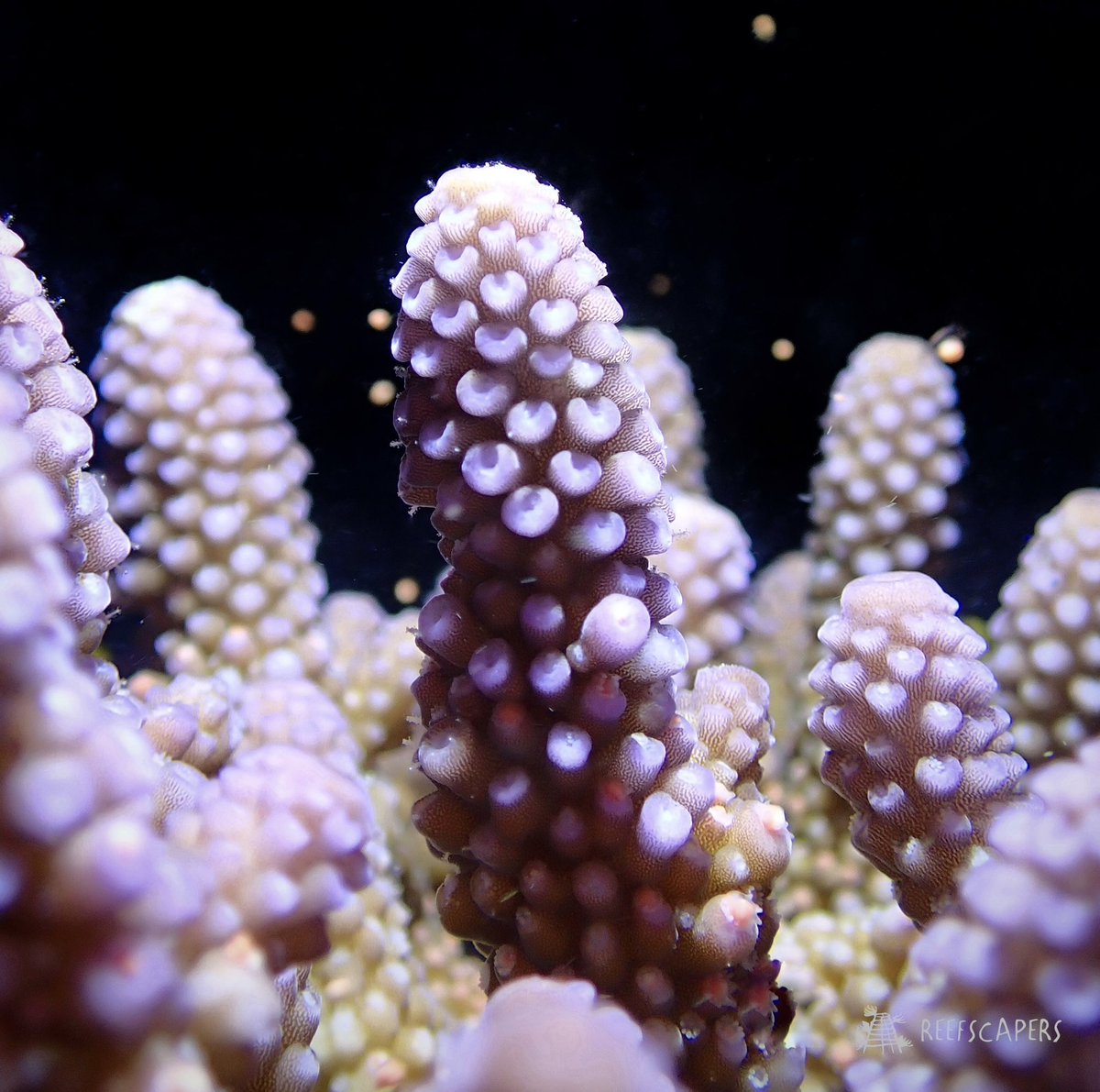 ale_woolrich's tweet photo. Mass coral spawning in the Maldives 🌕🪸

#coral #coralspawning #masscoralspawning #maldives #coralbiologist #spawnathon2022 #spawning #maldives #acropora #marinebiology #coralreef #coralrestoration #reefscapers https://t.co/ebF8Hgh726